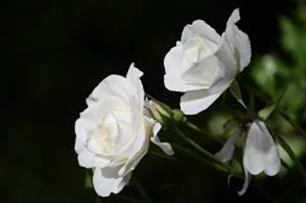 Rosea_White_Grafted_Adenium_Plant