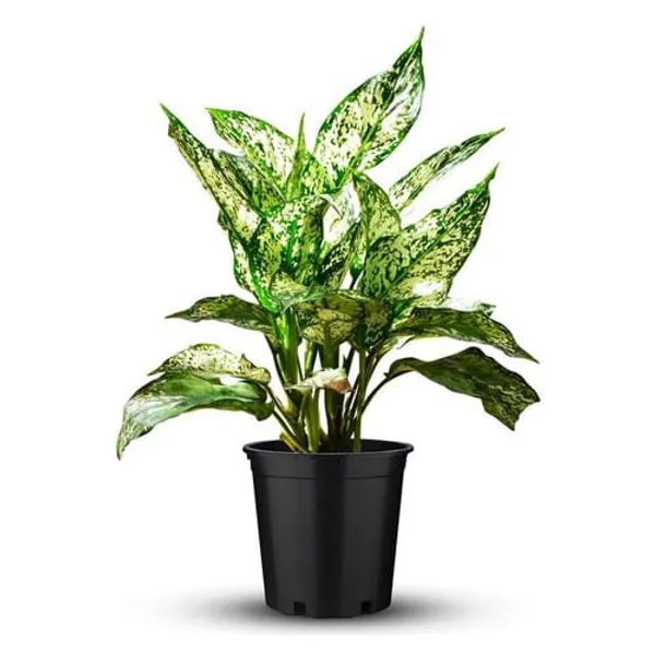 White_Aglaonema_Snow__|_Indoor_Plant_|_Pack_Of_1