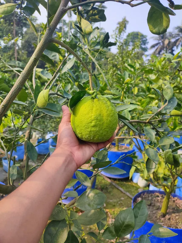 Jaffa_Orange_Plant_|_Grafted_and_Hybrid_Plants