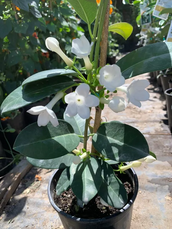 madagascar_jasmine_|_pack_of_1