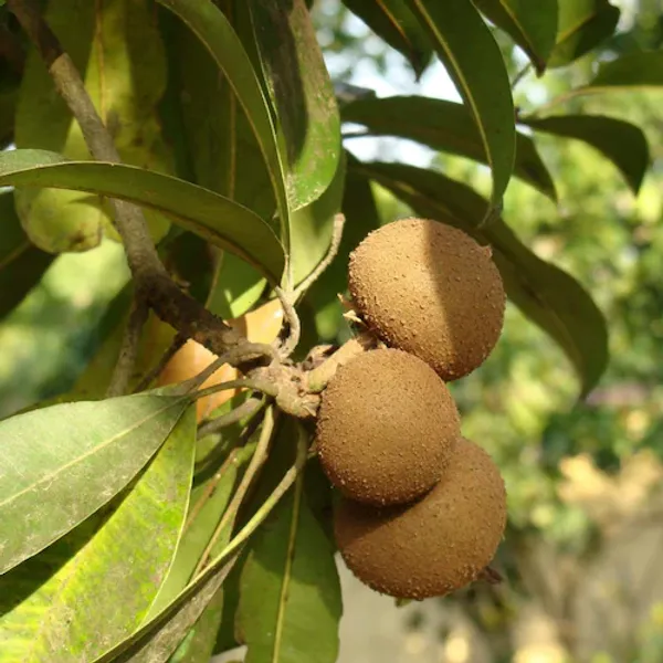 California_Hybrid_Chikoo/Chiku/Sapota_Fruit_Plant_(Grafted,_Pack_Of_1)