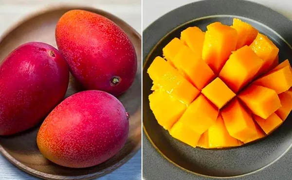 Japanese_Miyazaki_Mango_Hybrid_&_Grafted_Plant_|_Pack_Of_1