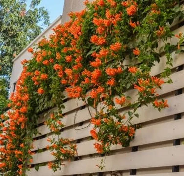 Flame_Vine_Creeper_Outdoor_Gardening