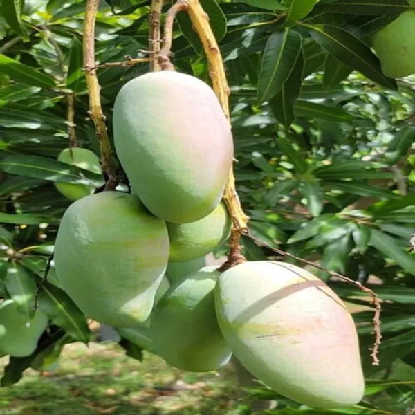 Green_Amrapalli_Mango_Plant_|_Hybrid_Grafted_Plant