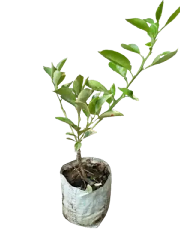 Variegated_Lemon_Plant