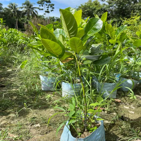 Thai_Red_Jackfruit_Plant