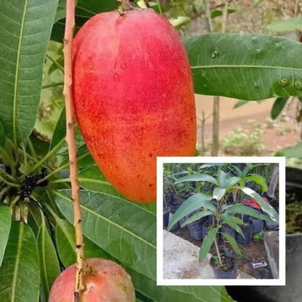 World's_most_expensive_mango_variety_'Miyazaki_Mango_Plant_|_Hybrid_And_Grafted_Plant_|_Pack_Of__1