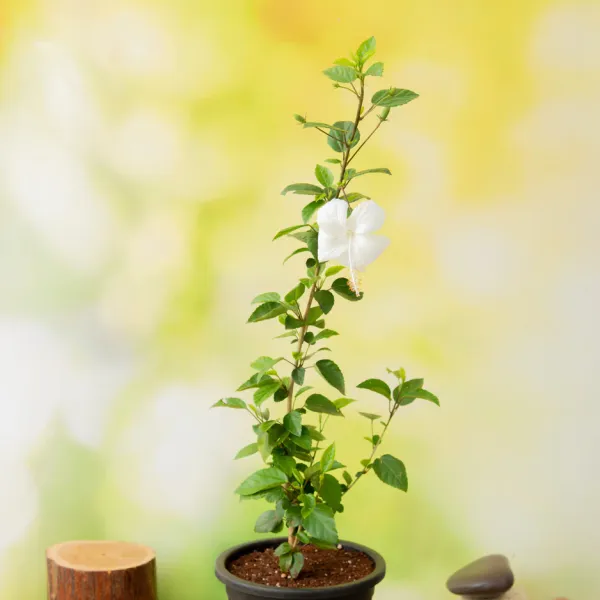 White_Daffodil_Hibiscus_Plant