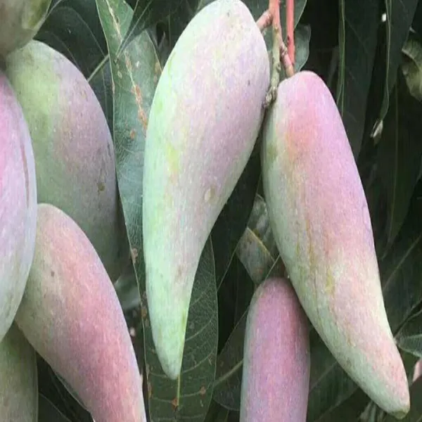 Chili_Lajiao_Mango_Aam_Grafted_Fruit_Plant_(1.5-3_Feet_Height)
