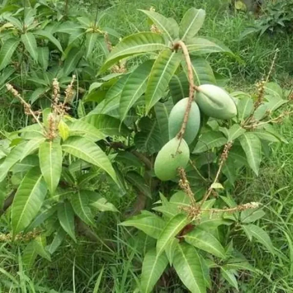 Thai_All_Season_Mango_Grafted_Outdoor_Plant