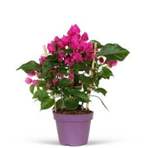 Vera_Deep_Bougainvillea_Plant