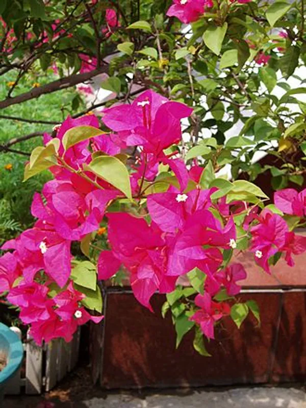 Paper_Flower_Bougainvillea_Plant
