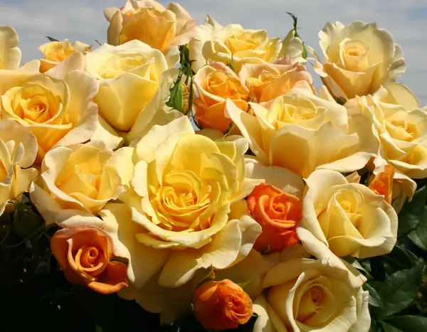 Lemon_Orange__Rose