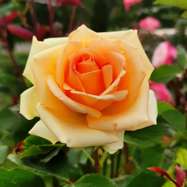 Lemon_Orange__Rose