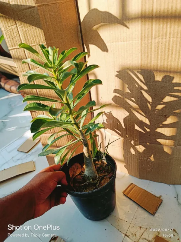 Rosey_Purple_Adenium_Plant