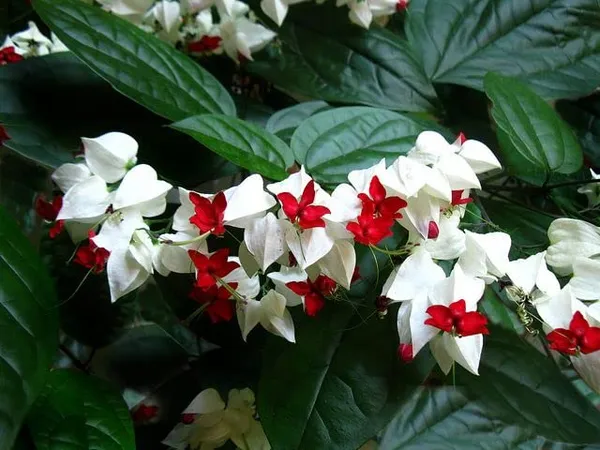 White_Bleeding_Heart_Outdoor_Flowering_Plant