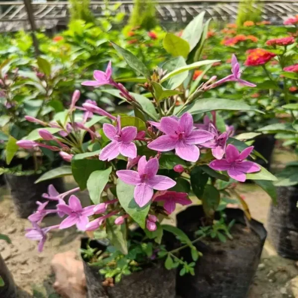 Blue_Tabernaemontana_(Togor)_Plant