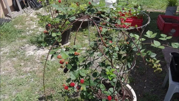 Blackberry_Hybrid_Fruit_Plant