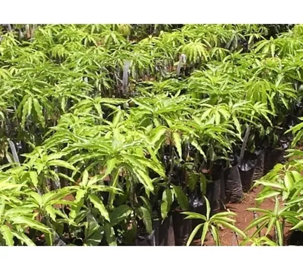 Irwin_Purple_Mango_Plant_Grafted