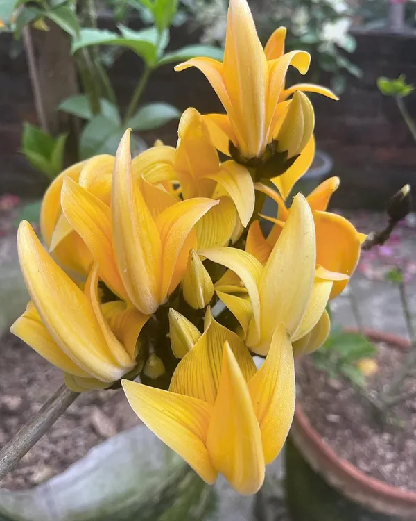 Yellow_palash