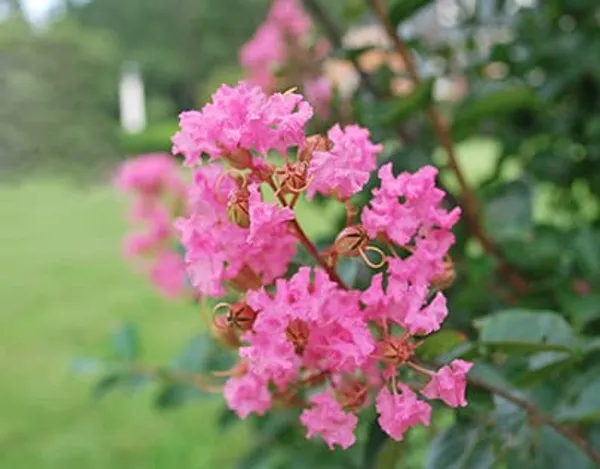 Pink_Frush_Plant_Outdoor_Gardening