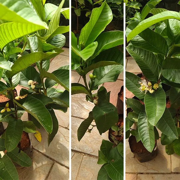 Allahabad_Guava_Plant_Grafted