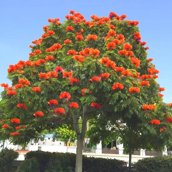 African_Tulip_Plant