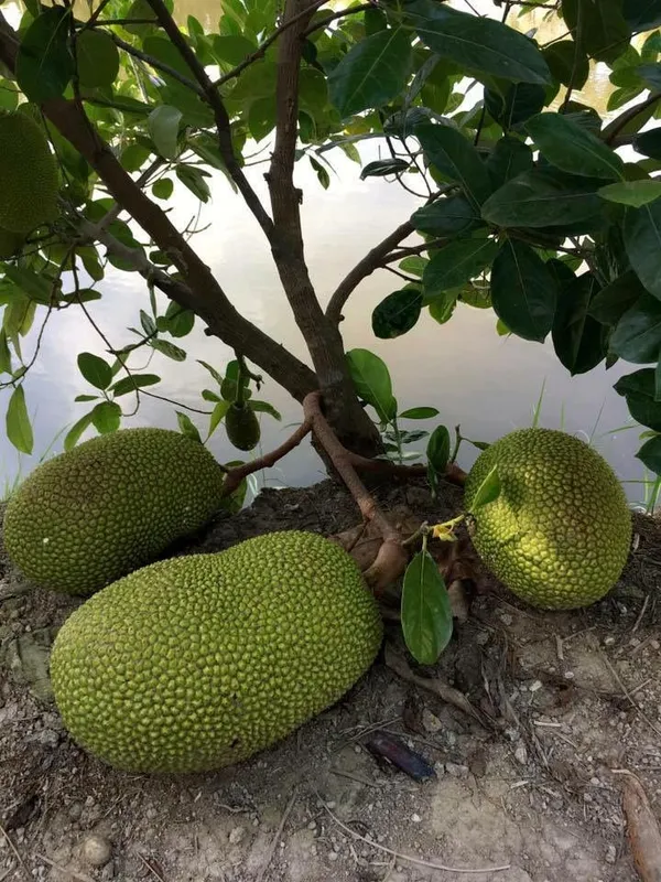 All_Time_Jackfruit_Dwarf_Varieties_Grafted_Plant
