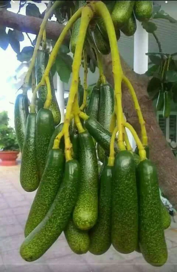 Avocado_Lamb_Hass_Variety_Self_Pollinating_Butter_Fruit_Grafted__Plants_&_Tree_(1-1.5_Ft_Size)_Hybrid_healthy_Plant_and_Tree