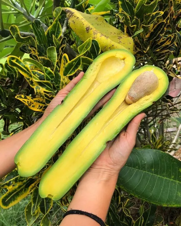 Avocado_Lamb_Hass_Variety_Self_Pollinating_Butter_Fruit_Grafted__Plants_&_Tree_(1-1.5_Ft_Size)_Hybrid_healthy_Plant_and_Tree