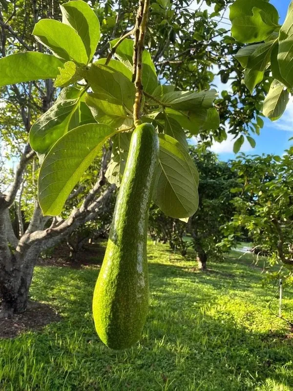 Avocado_Lamb_Hass_Variety_Self_Pollinating_Butter_Fruit_Grafted__Plants_&_Tree_(1-1.5_Ft_Size)_Hybrid_healthy_Plant_and_Tree