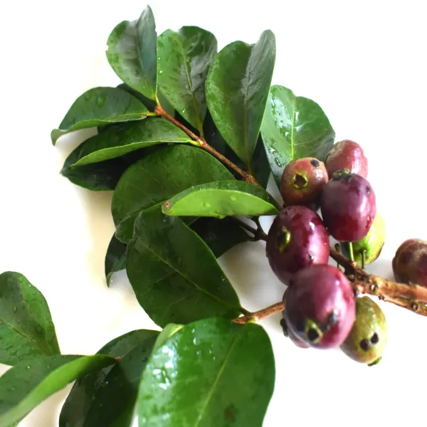 Purple_Forest_Guava_Grafted_Plant