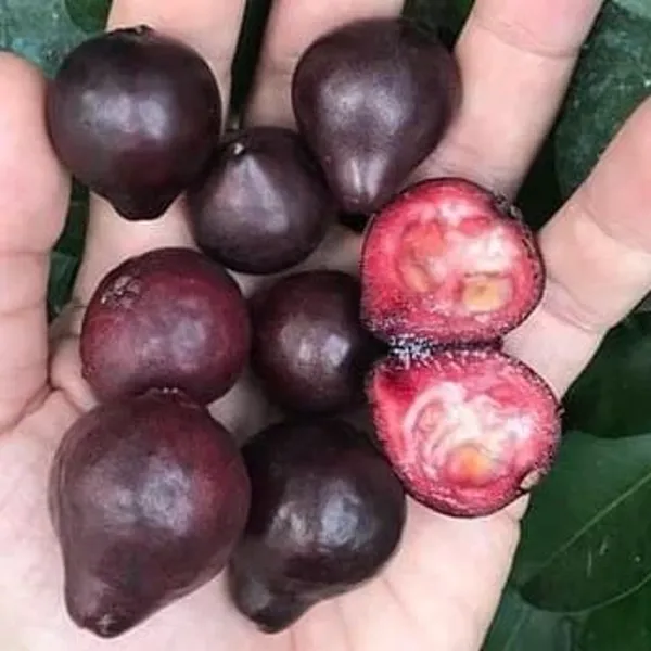 Purple_Forest_Guava_Grafted_Plant