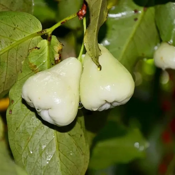 White_Wax_Apple_Water_Jamrul_Chamba_Layering/Grafted_Fruit_Plant_(1.5-3_Feet_Height)
