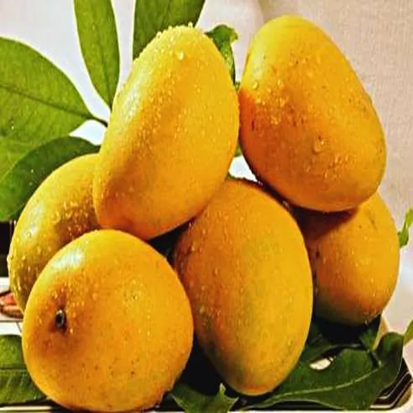 Hapus_Alphonso_Mango_Grafted_Plant