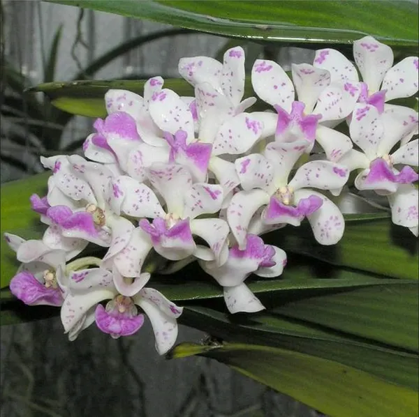Rhynchostylis_gignata_spot_6