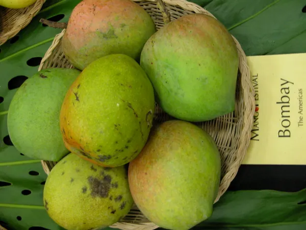 Bombay_Mango_Plant_|_Grafted_and_Hybrid_Plants