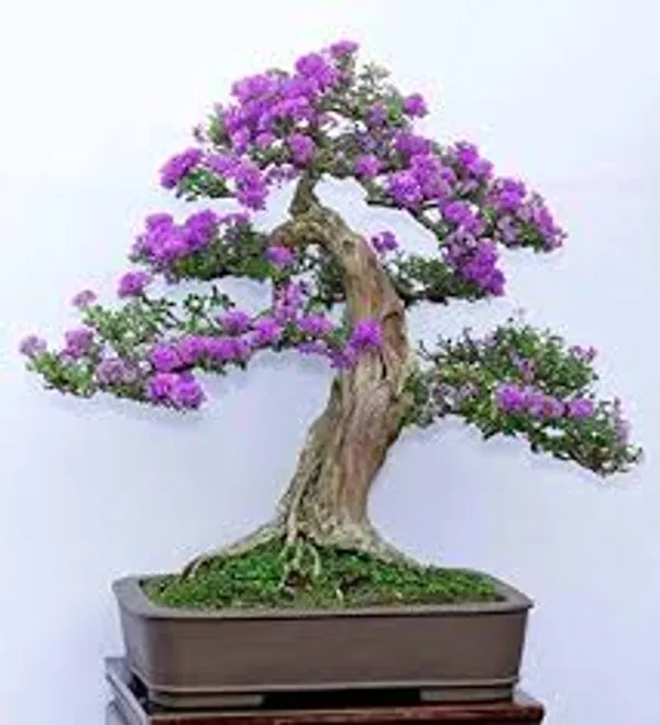 Blue_Bell_Bonsai_Plant