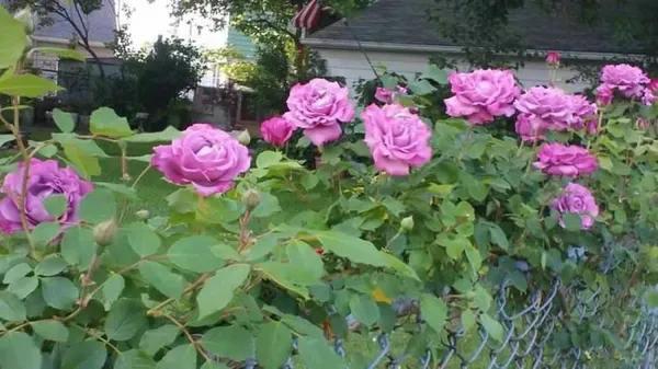 Angel_Face_Rose