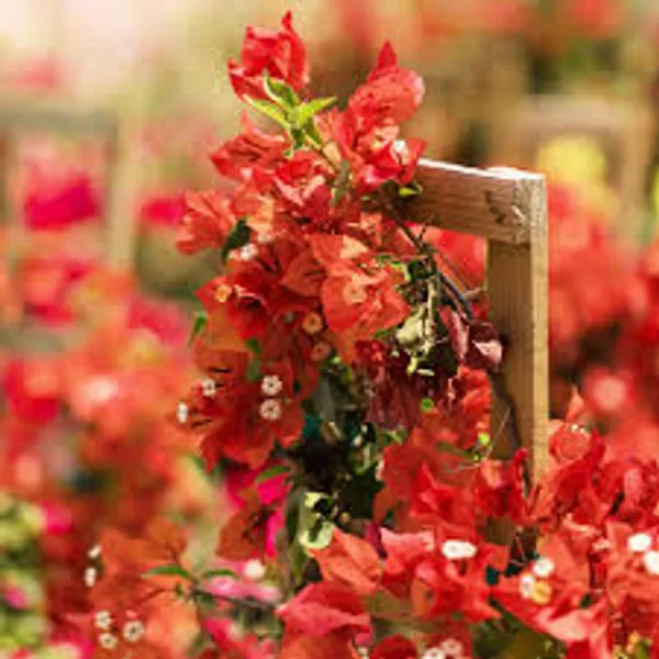 Bougainvillea_Deep_Orange_Plant