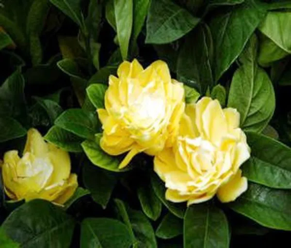Yellow_Gardenia_Organic__Plant_For_Gardening
