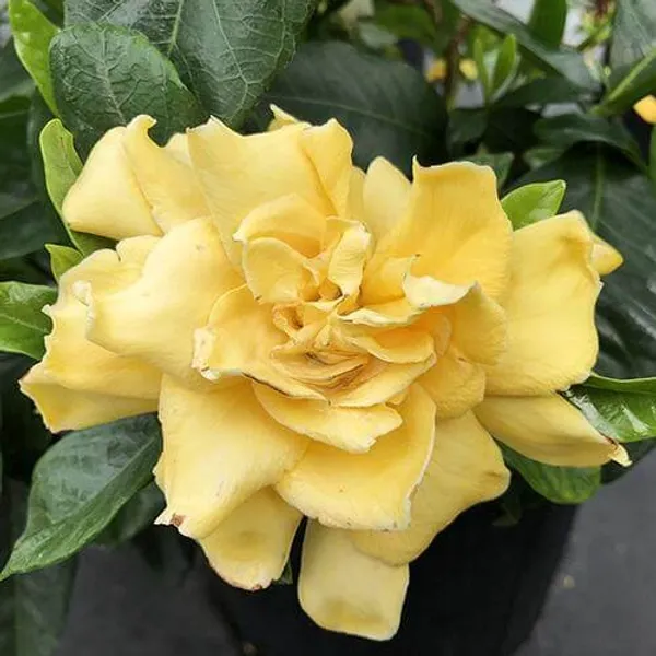 Yellow_gardenia