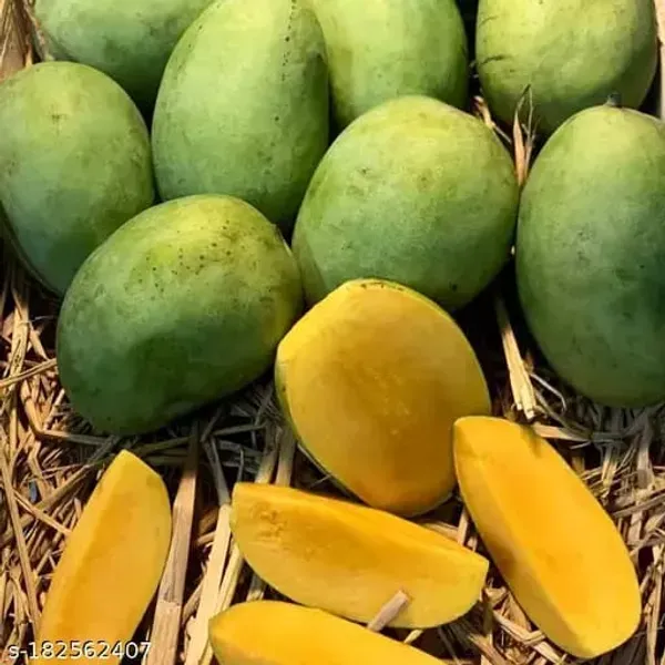 Hybrid_Langra_Mango_Grafting_Plant_(1.5-2_Feet_Height_Pack_Of_1)