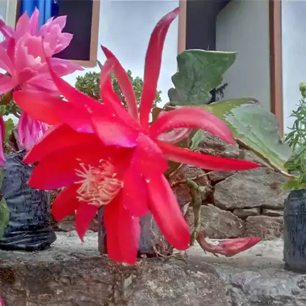 Orange_Brahma_Kamal_Outdoor_Flowering_Plant