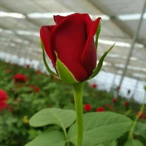 Red_Dutch_Rose_Plant