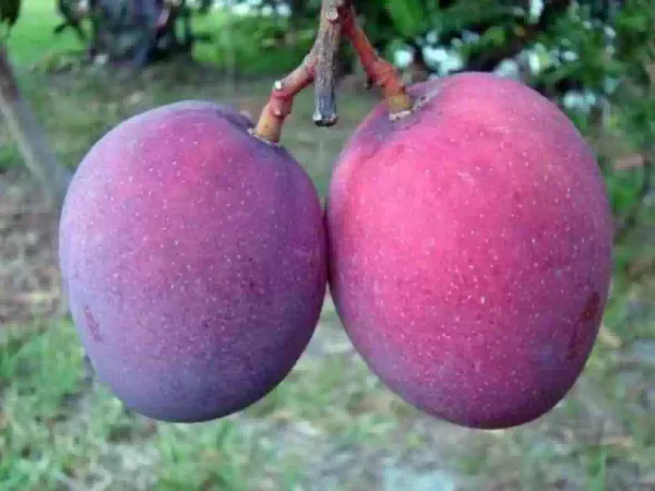 Combo_Of_2_Hybrid_Purple_Color_Grafted_Mango_Plant