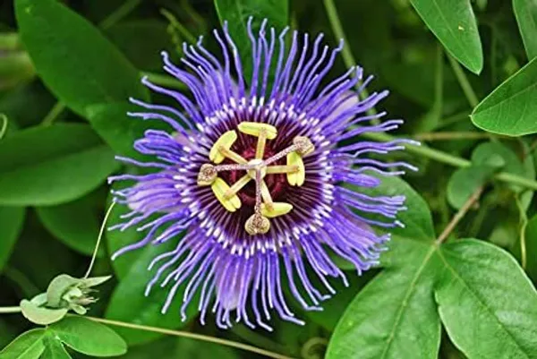 Purple_Passion_Flower_Outdoor_Plant