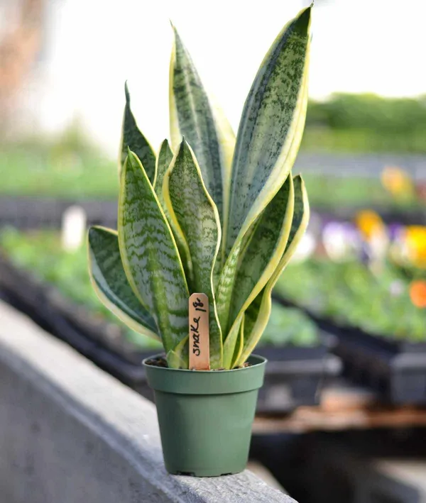 Snake_Plant