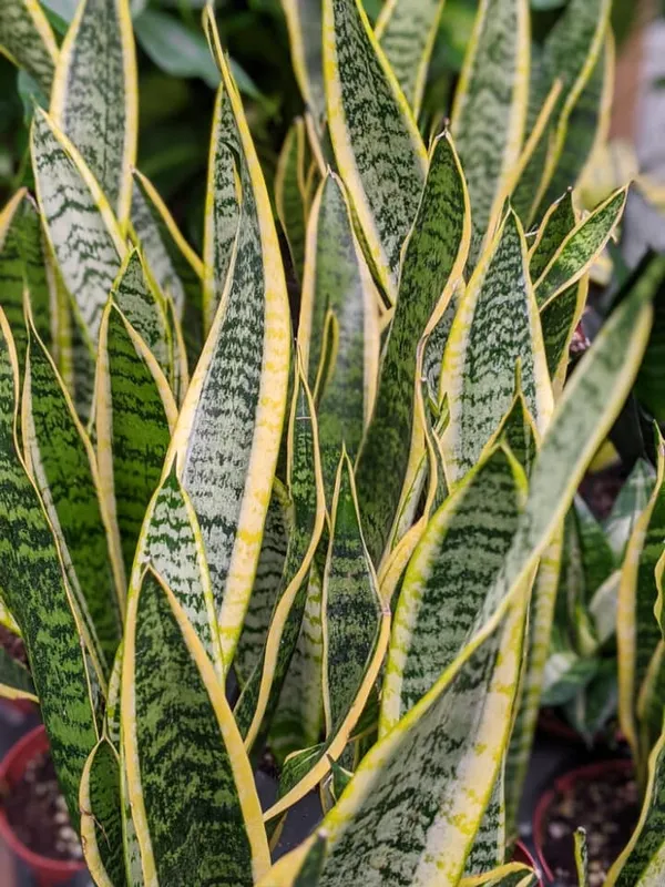 Snake_Plant