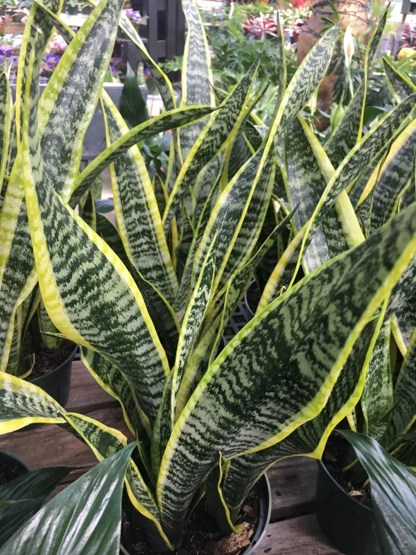 Snake_Plant